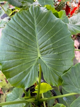 ALOCASIA odora